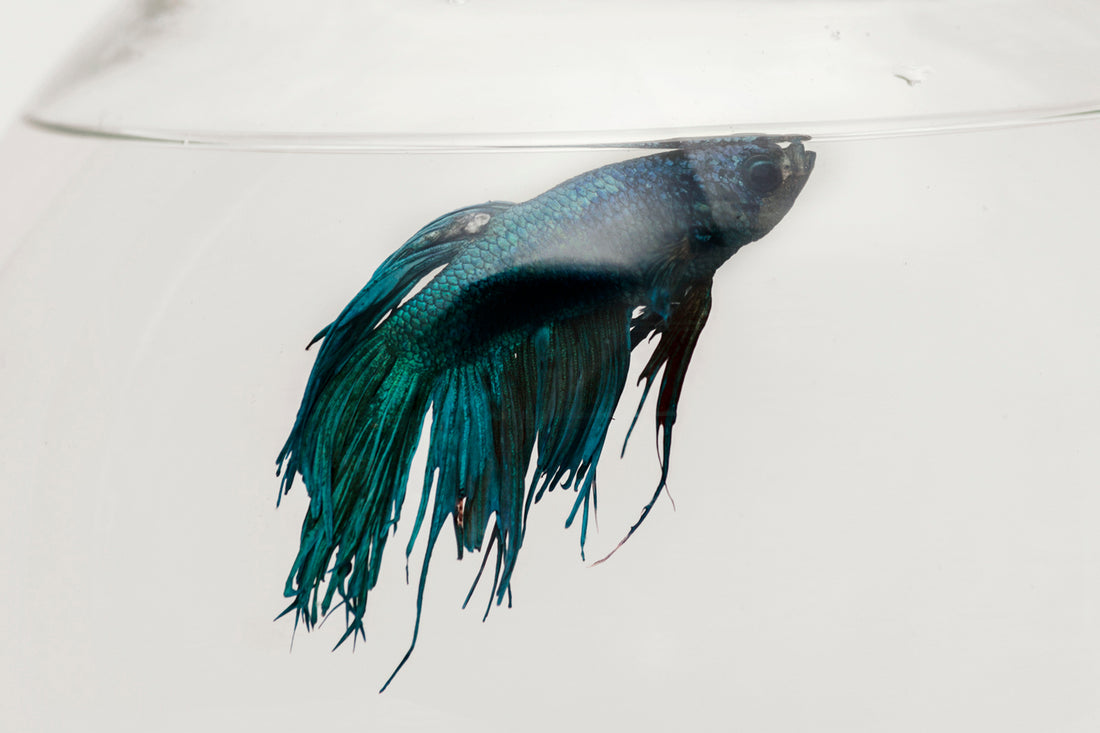 Types of Betta Illnesses & How to Cure it