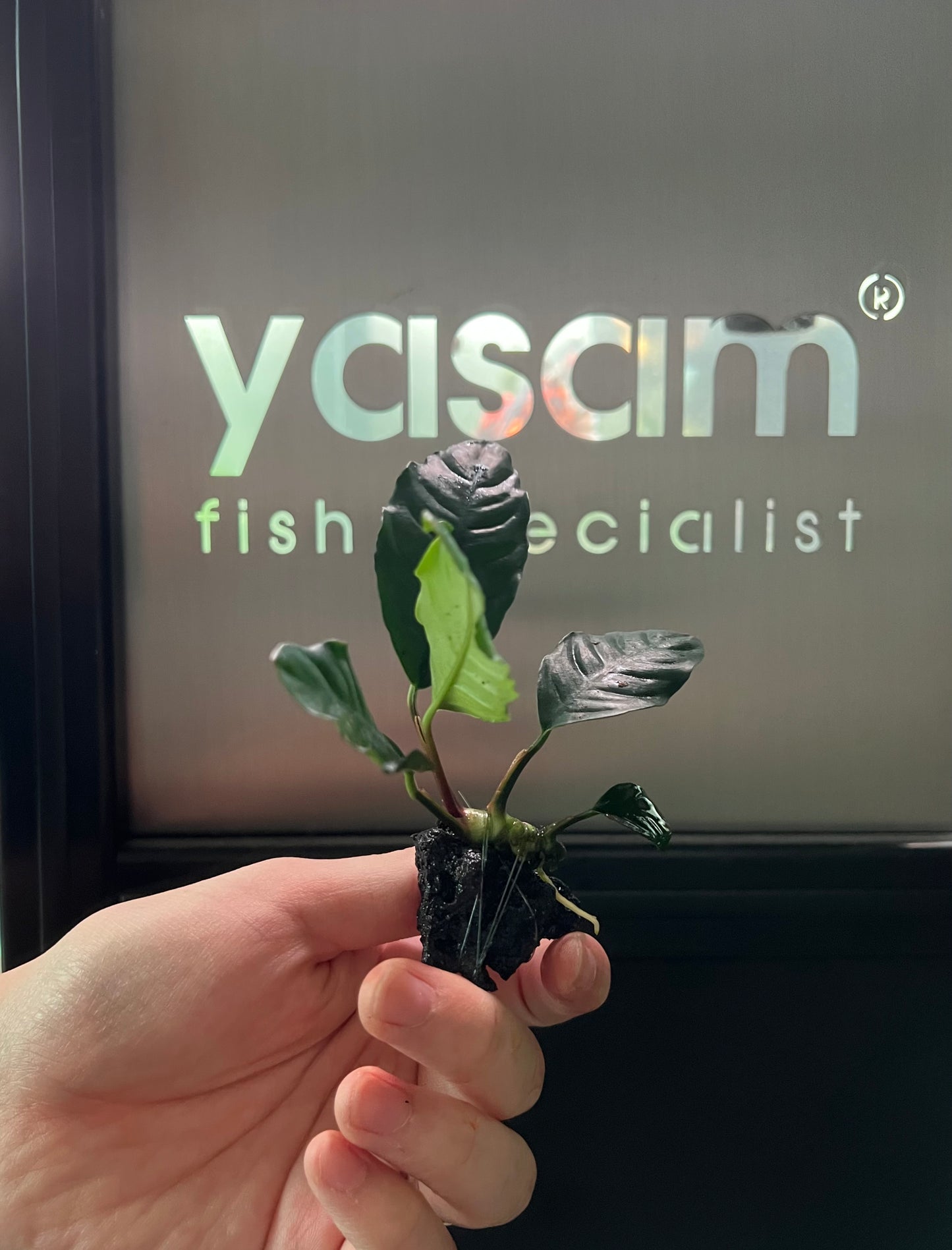 YASAM - Anubias Coffefolia 石活植物