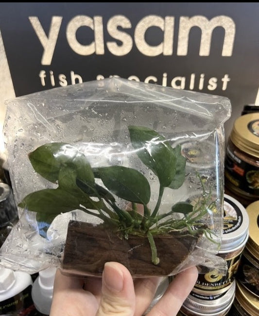 YASAM - 阿努比亚斯木活植物