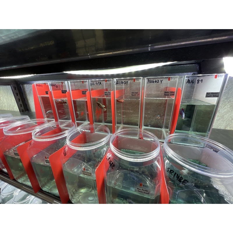 YASAM - Tangki Kaca Mini Kristal untuk Ikan Cupang (Cocok untuk Fotografi)