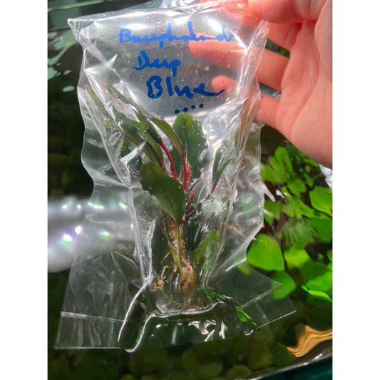 YASAM - 每茎活植物 Bucephalandra 混合物