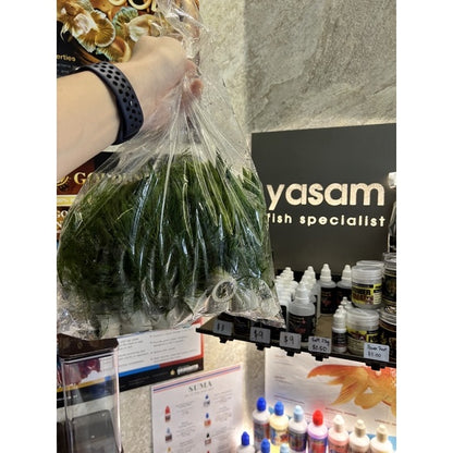 YASAM - 活植物角藻