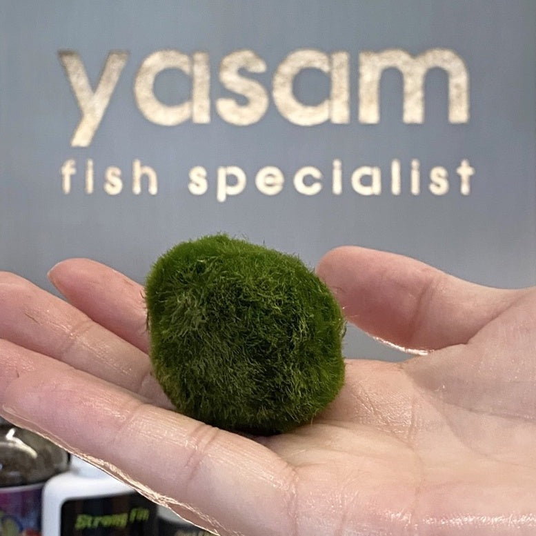 YASAM - Tanaman Hidup Marimo Moss Ball (Tersedia Ukuran Raksasa atau Sedang)