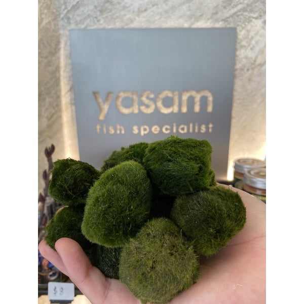 YASAM - Tanaman Hidup Marimo Moss Ball (Tersedia Ukuran Raksasa atau Sedang)