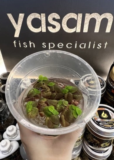 YASAM - Red Root Floaters Live Plant (floating plant)