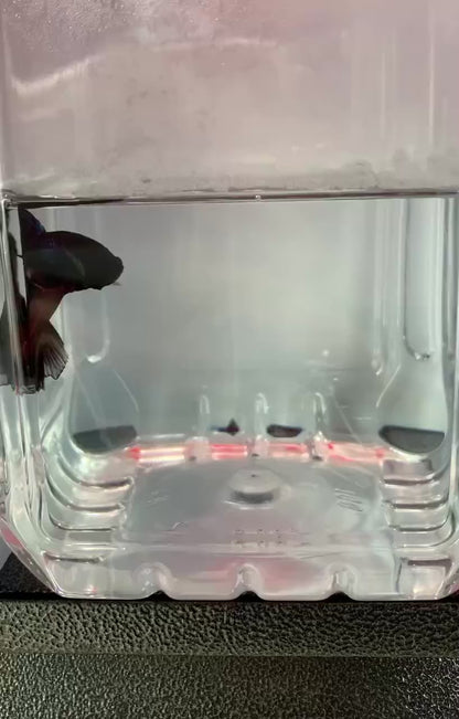 YASAM - Jaring Ikan Cupang + ujung lancip untuk pembakaran