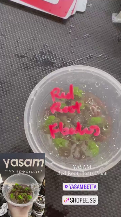 YASAM - 红根漂浮植物（漂浮植物）