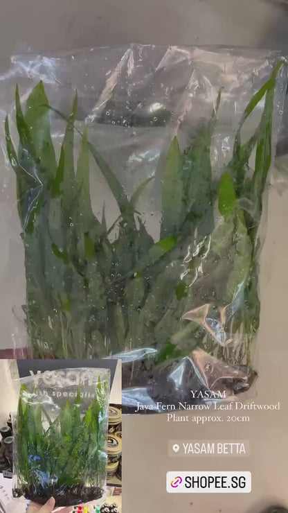 YASAM - 爪哇蕨窄叶浮木植物高约 5-10 厘米